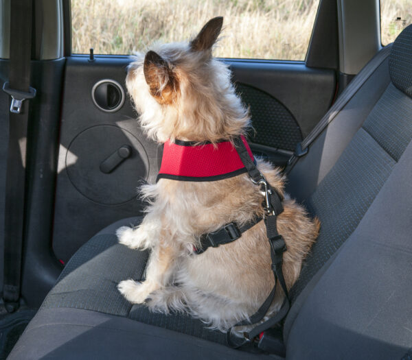 Cinturón de seguridad automóvil (para perros) - Imagen 2